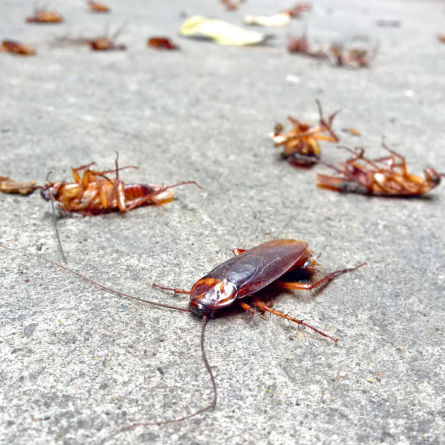 Do Cockroaches Bite?