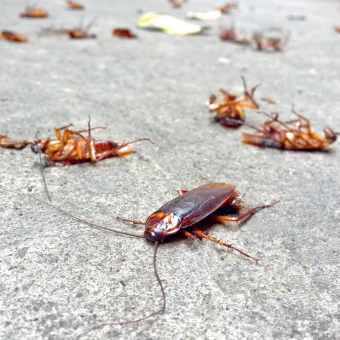 Insect and Pest Vocabulary Words