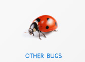 Other Bugs