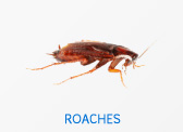 Roaches