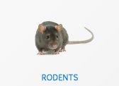 Rodents