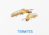 Termites